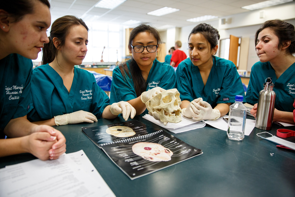 Students sitting around a table examining a human skull